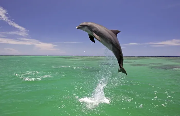 Framed Print : Bottlenose Dolphin (Tursiops truncatus) leaping out of the water