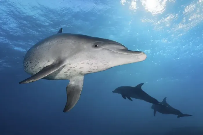 Framed Print : Bottlenose dolphins (Tursiops truncatus)