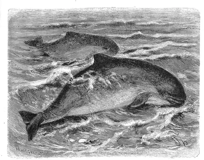 Framed Print : Bottlenose dolphins (Tursiops truncatus)