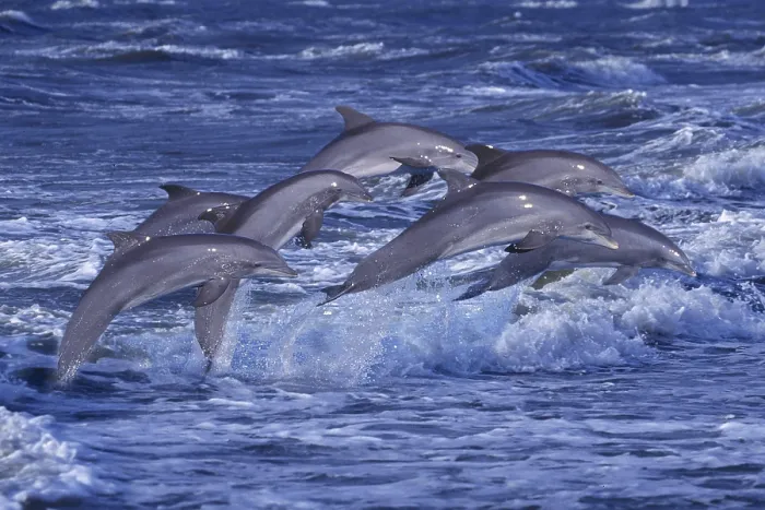Framed Print : Bottlenose Dolphins (Tursiops truncatus)