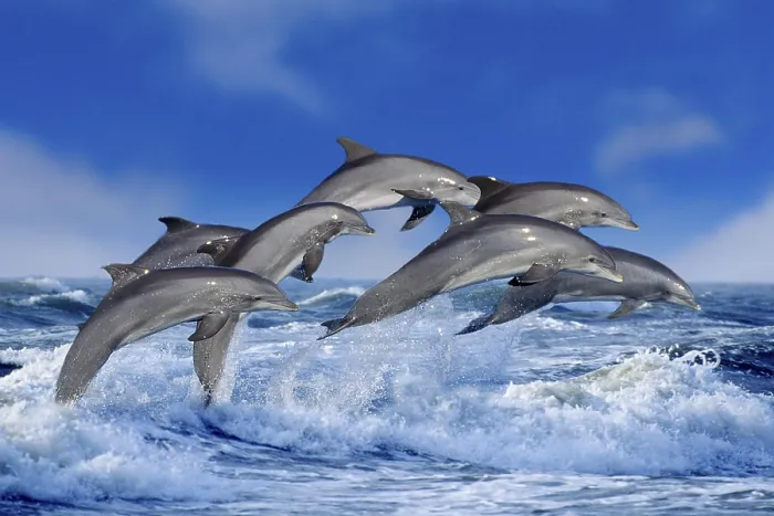 Framed Print : Bottlenose dolphins (Tursiops truncatus), page