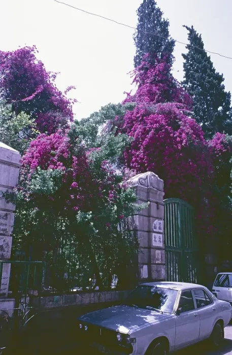 Framed Print : Bougainvillea, Azim Palace, Damascus, Syria, May 1987, vintage, retro, old, historical, Asia