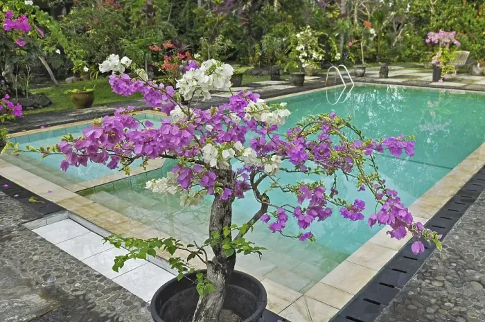 Framed Print : Bougainvillea (Bougainvillae) by the pool at the Ubud-Inn in Ubud, Bali, Indonesia, Asia