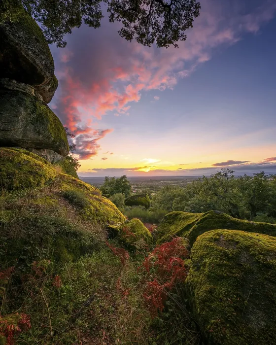 Framed Print : Boulders covered with moss on a green forest tree nature landscape at sunset Framed Print : Boulders covered with moss on a green forest tree nature landscape at sunset