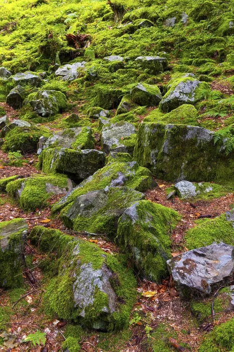 Framed Print : Boulders in the forest, Schrattenkalk