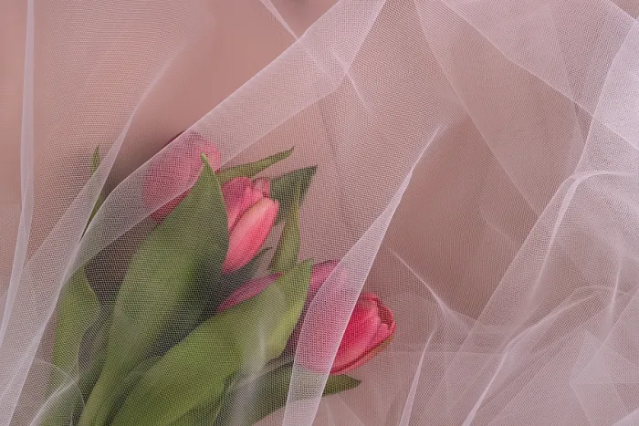Framed Print : The bouquet of tulips is covered with organza Framed Print : The bouquet of tulips is covered with organza