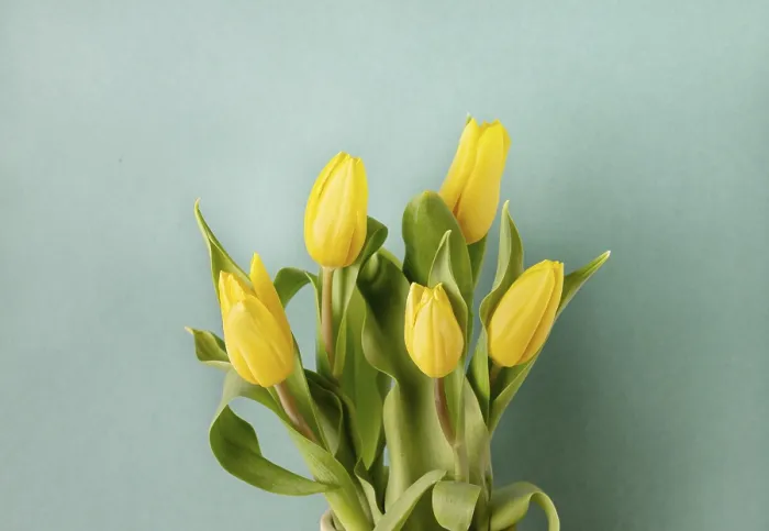 Framed Print : Bouquet of yellow tulips on a green background Framed Print : Bouquet of yellow tulips on a green background