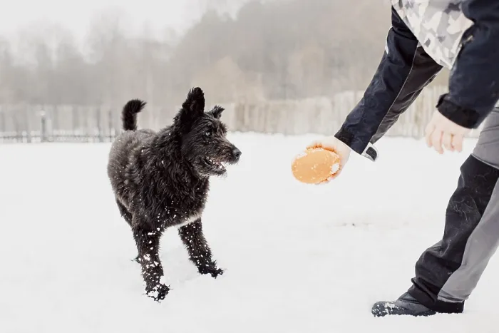 Framed Print : Bouvier des Flandres shepherd dog runs in the snow in winter