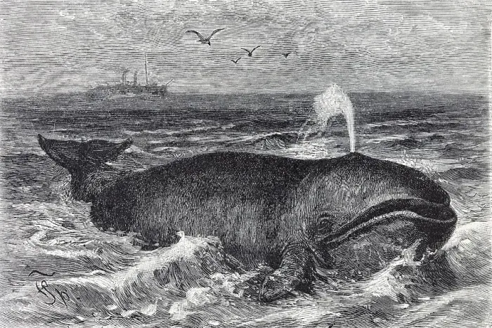 Framed Print : Bowhead Whale (Balena mysticetus) Framed Print : Bowhead Whale (Balena mysticetus)