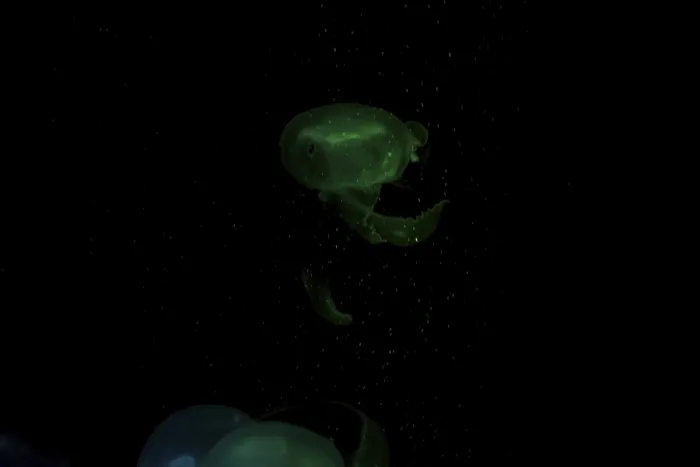 Framed Print : Box jellyfish (Aurelia aurita) Framed Print : Box jellyfish (Aurelia aurita)