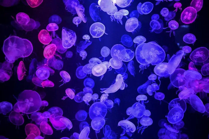 Framed Print : Box jellyfish (Aurelia aurita) in a tank of the Bang Saen Aquarium