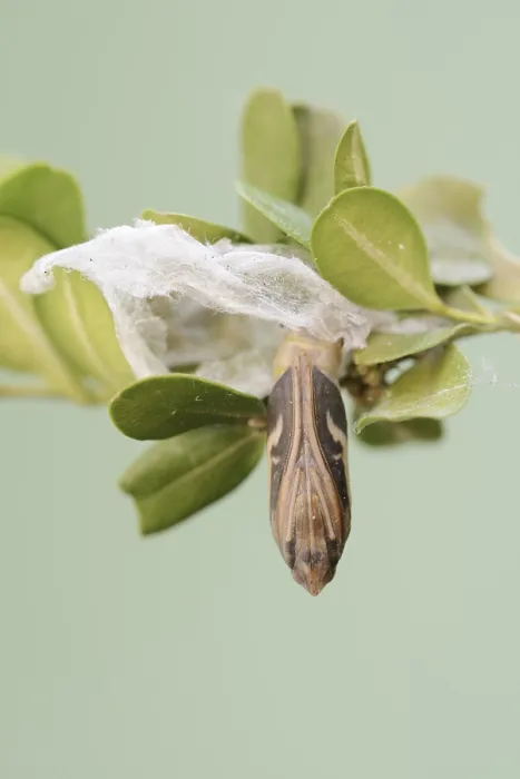 Framed Print : Box tree moth (Cydalima perspectalis) Framed Print : Box tree moth (Cydalima perspectalis)