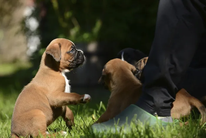 Framed Print : Boxer puppies