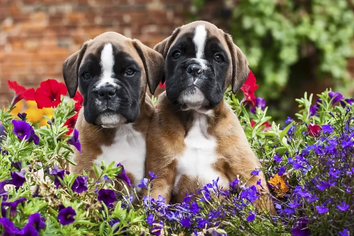 Framed Print : Boxer puppies