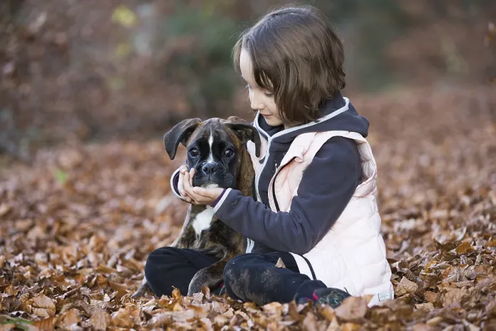 Framed Print : Boxer puppy sitting with little girl in autumn leaves