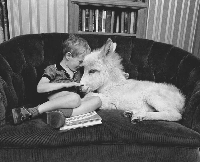 Framed Print : Boy with donkey on the sofa, England Framed Print : Boy with donkey on the sofa, England