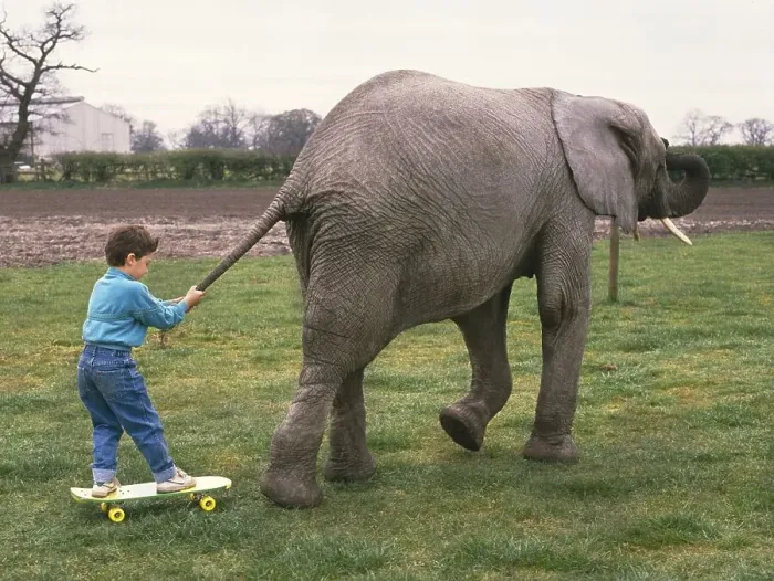 Framed Print : Boy is drawn by an elephant, England