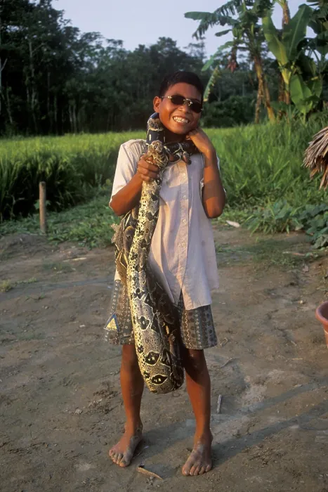 Framed Print : A boy whose father runs a small private zoo near Iquitos on the Amazon shows a boa Framed Print : A boy whose father runs a small private zoo near Iquitos on the Amazon shows a boa