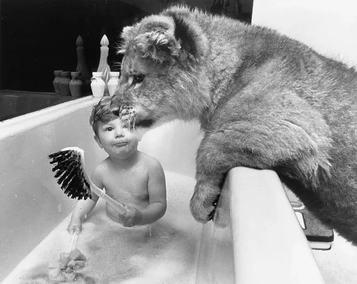 Framed Print : Boy and lion in the bathroom, England Framed Print : Boy and lion in the bathroom, England