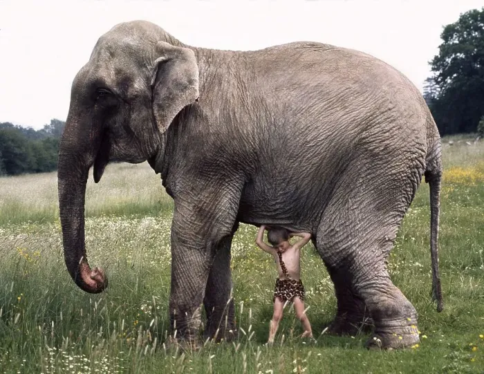 Framed Print : Boy trying to lift elephants, England