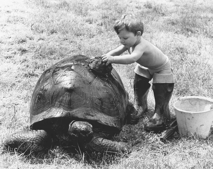 Framed Print : Boy washing a turtle, England, Great Britain