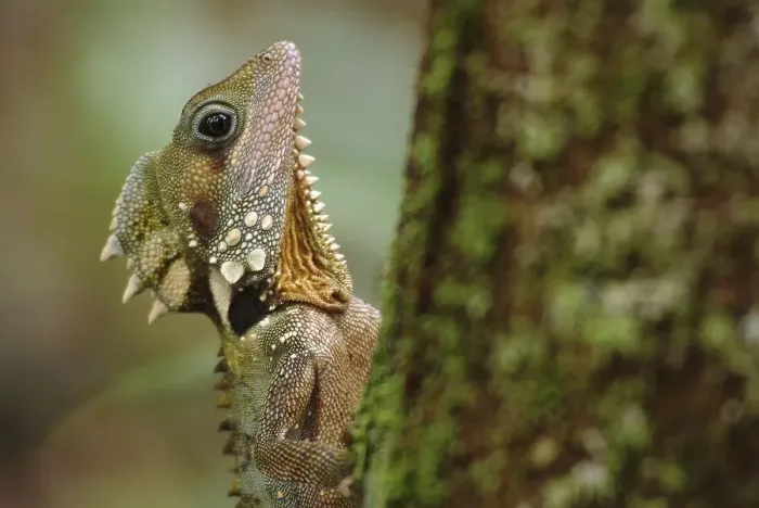 Framed Print : Boyd's Forest Dragon (Hypsilurus boydii)