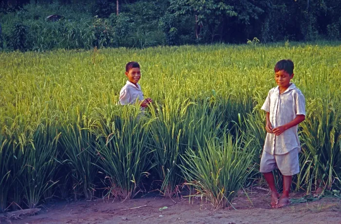 Framed Print : Boys in a cornfield near Iquitos
