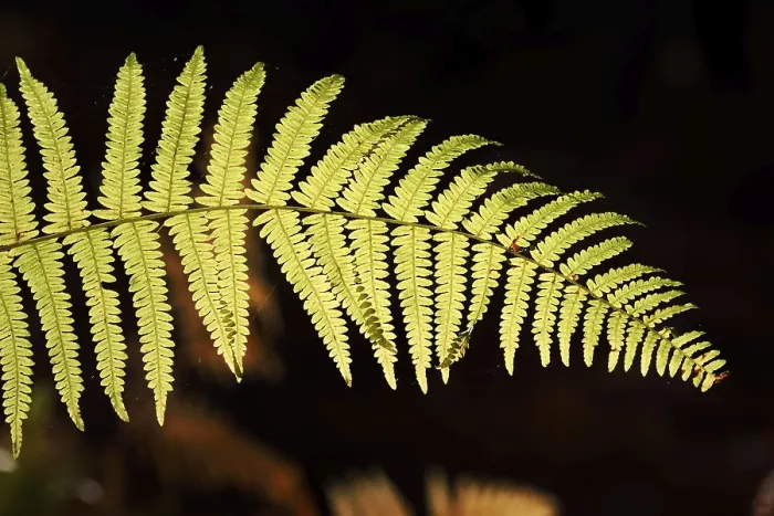 Framed Print : Bracken fern (Pteridium aquilinum)
