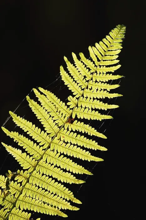 Framed Print : Bracken fern (Pteridium aquilinum) Framed Print : Bracken fern (Pteridium aquilinum)