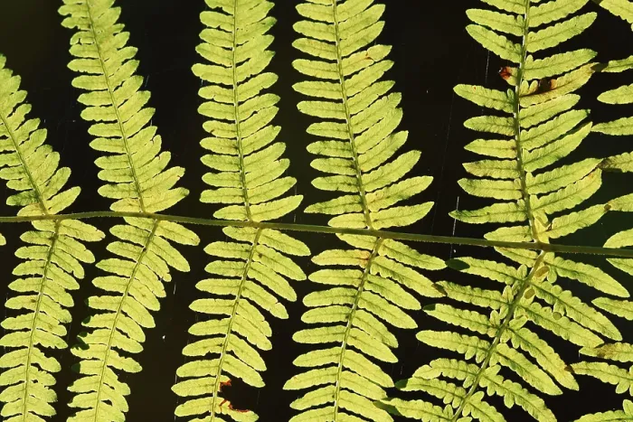 Framed Print : Bracken fern (Pteridium aquilinum)