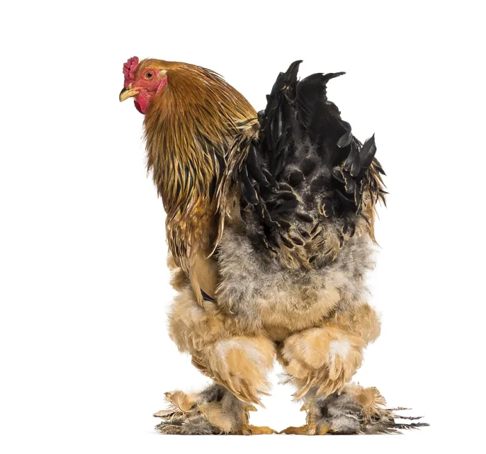 Framed Print : Brahma Rooster standing against white background