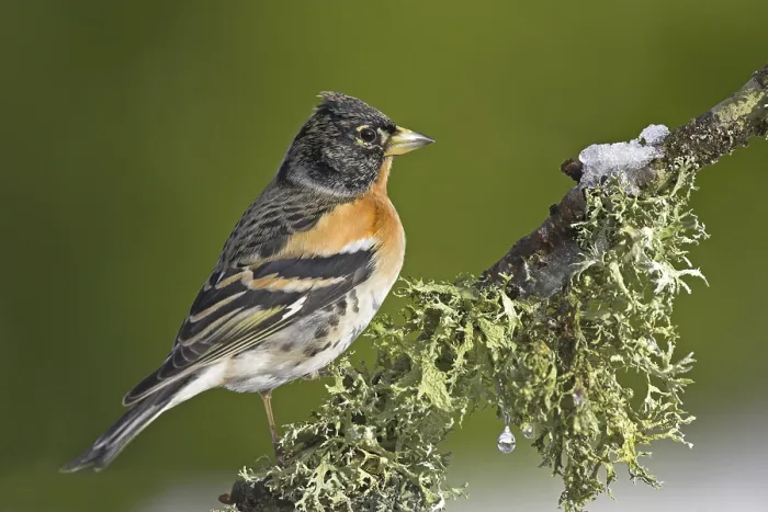 Framed Print : Brambling (Fringilla montifringilla) Framed Print : Brambling (Fringilla montifringilla)