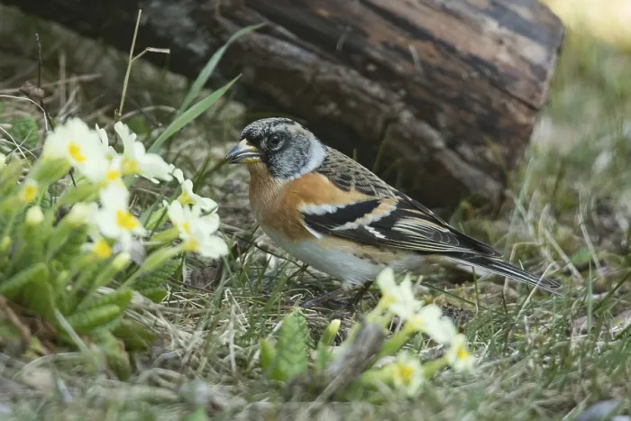 Framed Print : Brambling (Fringilla montifringilla)