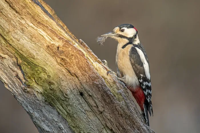 Framed Print : Brambling woodpecker (Dendrocopos major)