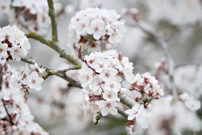 Framed Print : Branch of a cherry tree with cherry blossoms in spring Framed Print : Branch of a cherry tree with cherry blossoms in spring