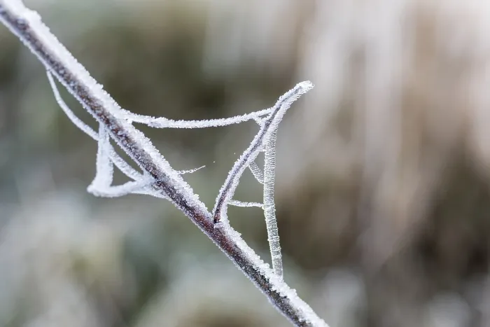 Framed Print : Branch and cobweb covered with hoarfrost