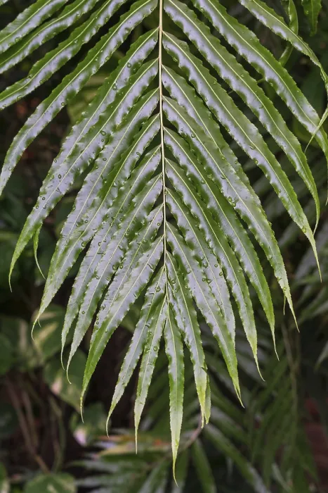 Framed Print : Branch with leaves of Stenochlaena palustris with raindrops Framed Print : Branch with leaves of Stenochlaena palustris with raindrops