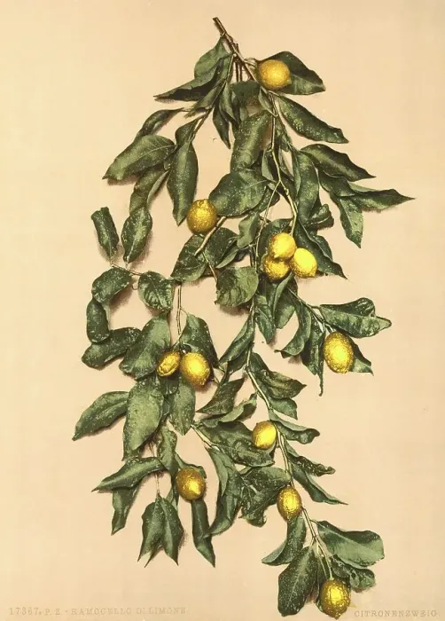 Framed Print : A branch with lemons, Limone, Lake Garda