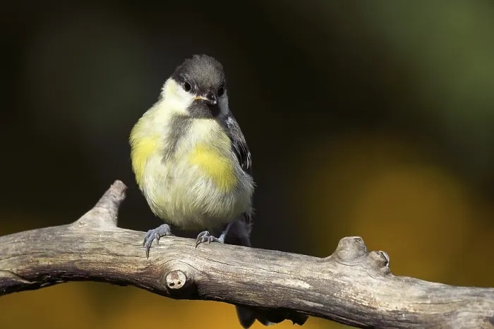 Framed Print : Branch office Great Tit