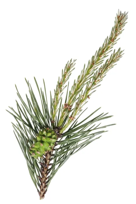 Framed Print : A branch of a pine forest tree with spring April young buds and green cone Framed Print : A branch of a pine forest tree with spring April young buds and green cone