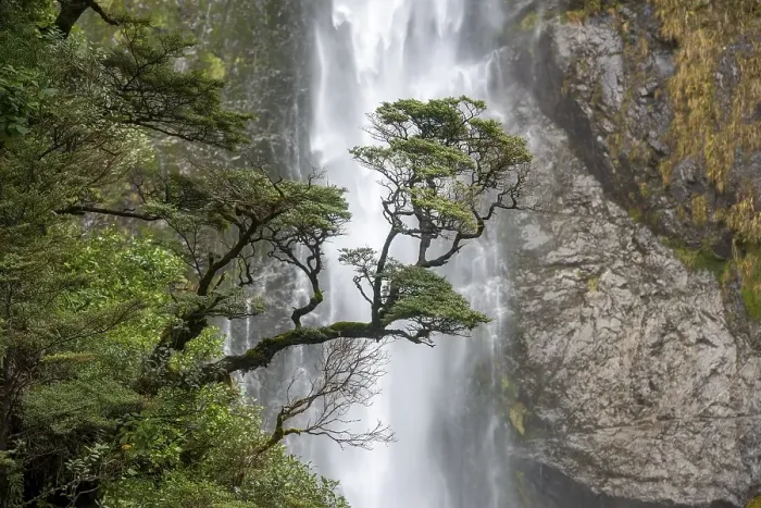 Framed Print : Branch of a tree in front of waterfall Framed Print : Branch of a tree in front of waterfall