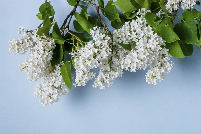 Framed Print : Branches of blossoming bird cherry on a blue background Framed Print : Branches of blossoming bird cherry on a blue background