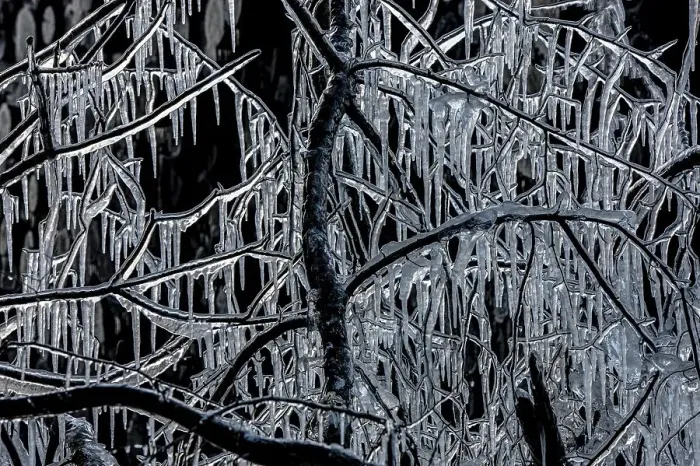 Framed Print : Branches enclosed by ice with icicles after an icy rain