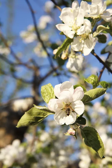 Framed Print : Branches of a flowering apple tree with bees collecting nectar from white flowers