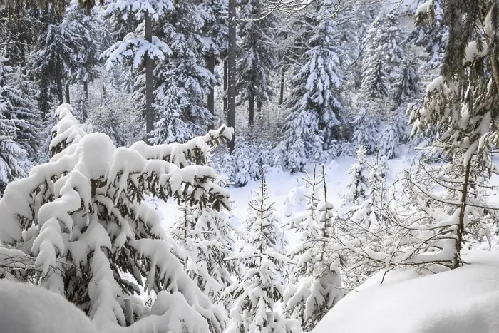 Framed Print : Branches of spruce trees laden with snow during snow shower in mixed forest in winter