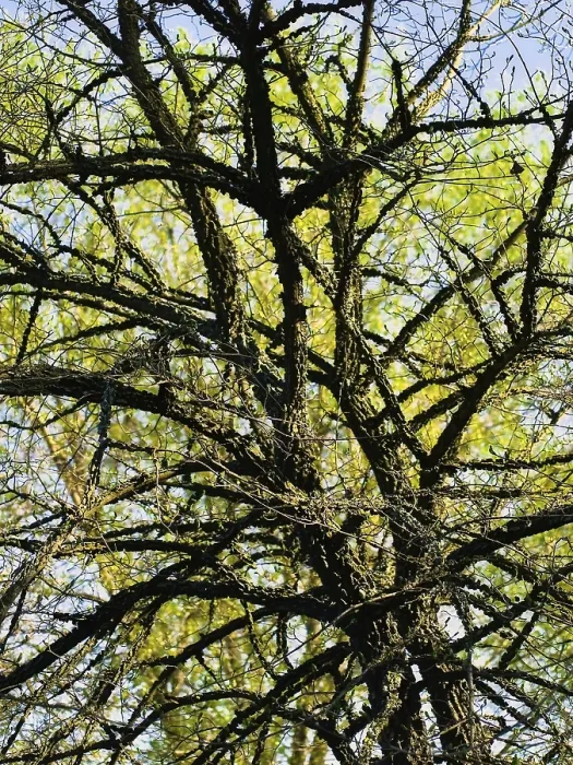 Framed Print : Branches of the Tree with Green Leaves Daugavpils