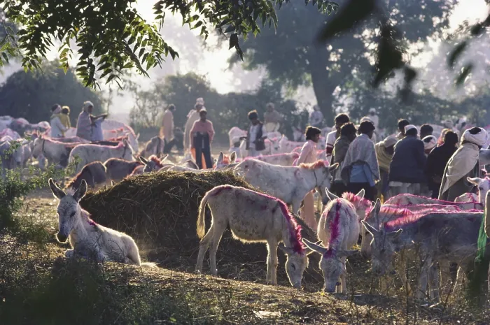 Framed Print : Branded donkeys, Voutha Fair, Gujarat, India
