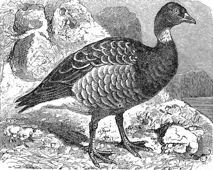 Framed Print : Brant or brent goose, (Branta bernicla)