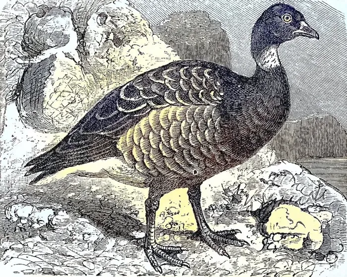 Framed Print : Brant goose (Branta bernicla), Bernicla torquata