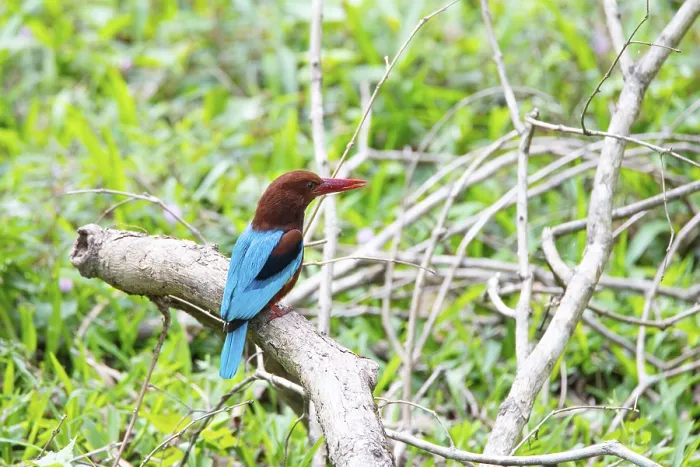 Framed Print : Braunliest, white throated kingfisher in India